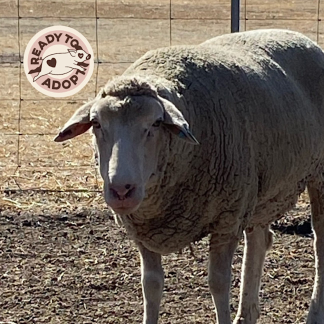 Photo of Family Flock
