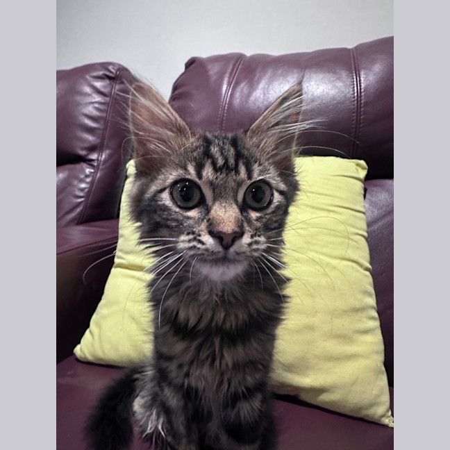 Photo of Zada