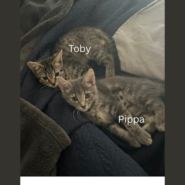 Photo of Toby, Dazza And Pippa