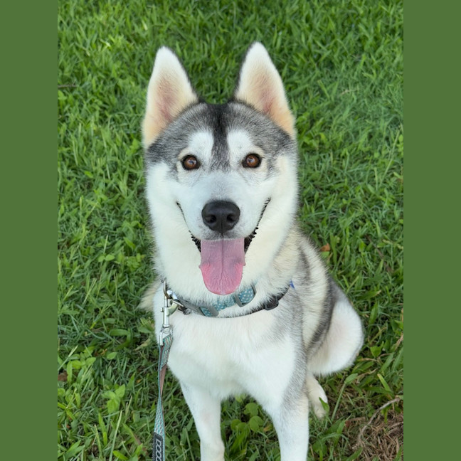 Photo of Fenrir