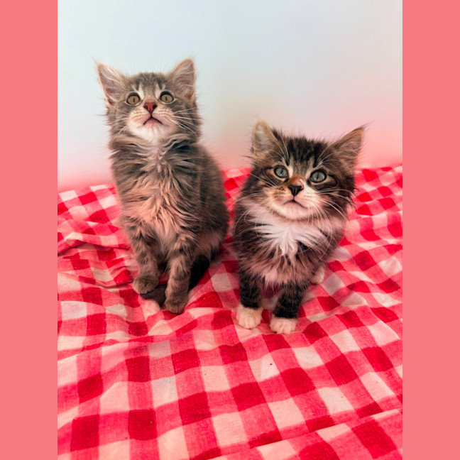 Photo of Darcy & Delilah