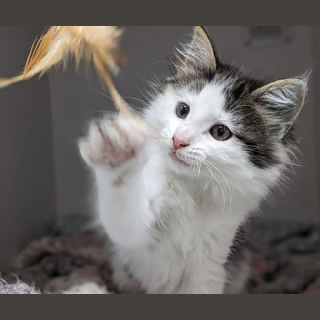 Photo of Pumpkin