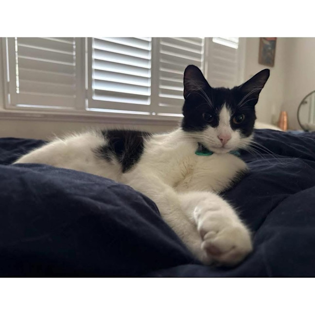 Photo of 13488   Oreo