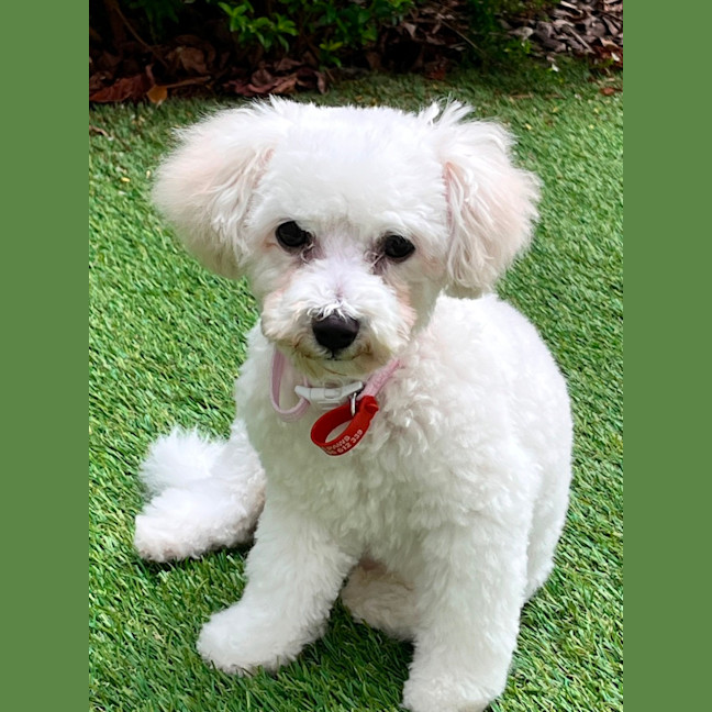 Photo of Beautiful Daisy 