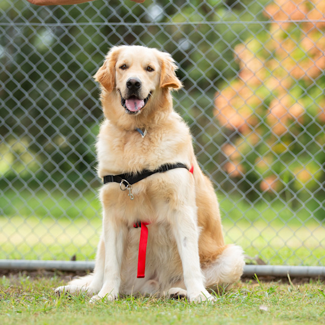 Photo of Ginger