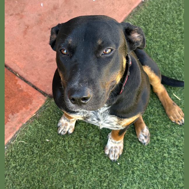 Photo of Posy