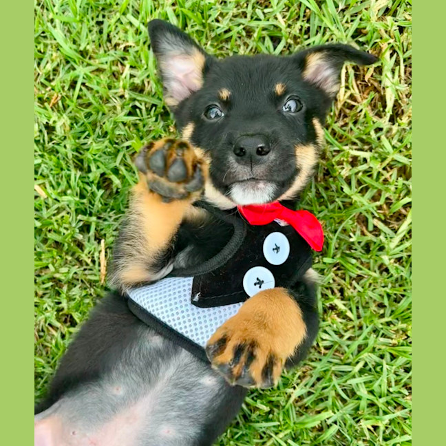 Photo of Bondi   7 Week Old Cattle Dog X Kelpie