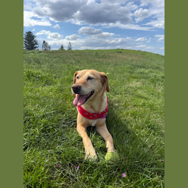 Photo of Primrose   8 Year Old Labrador X