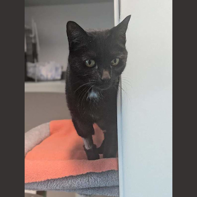 Photo of Ebony