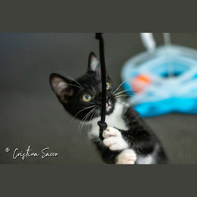 Photo of Oreo
