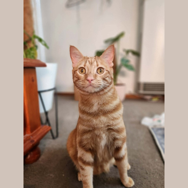 Photo of Toffee