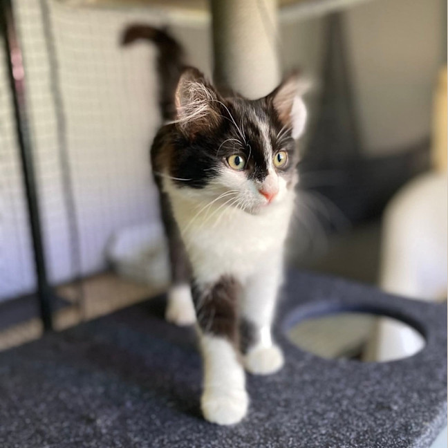 Photo of Crisp