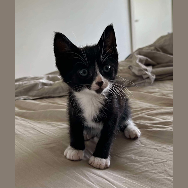 Photo of Gizmo