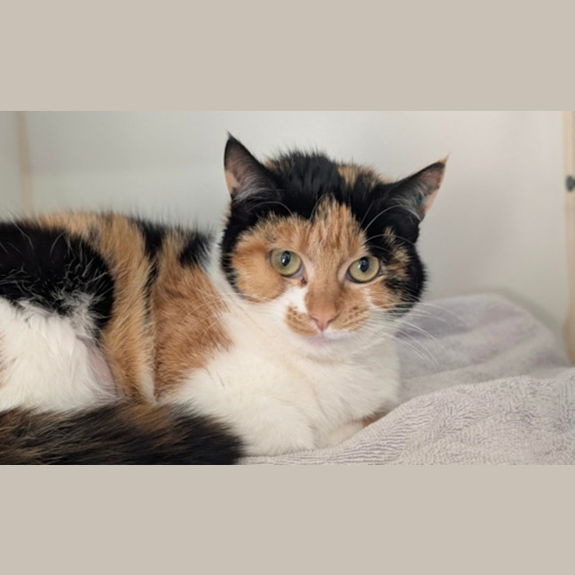 Photo of Rosemary