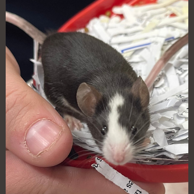 Photo of Mozzarella