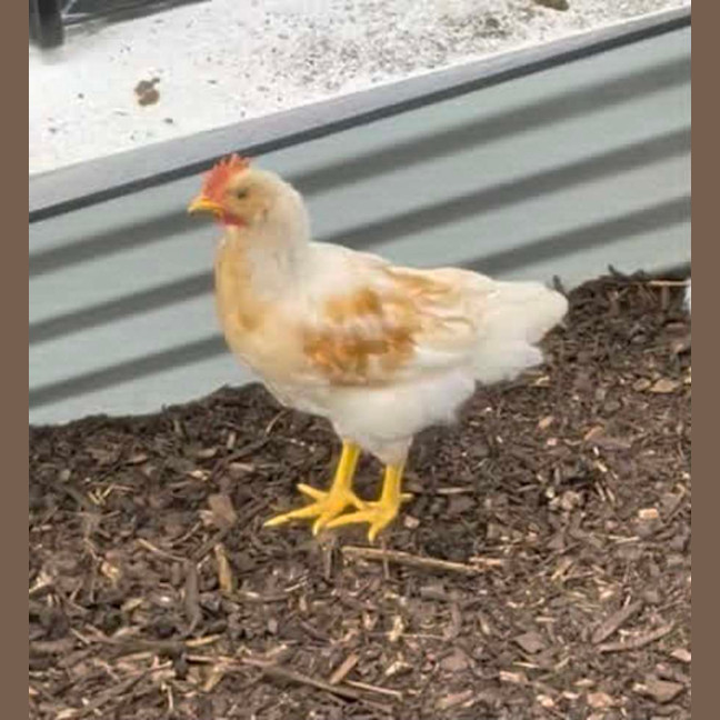 Photo of Sunny The Rooster