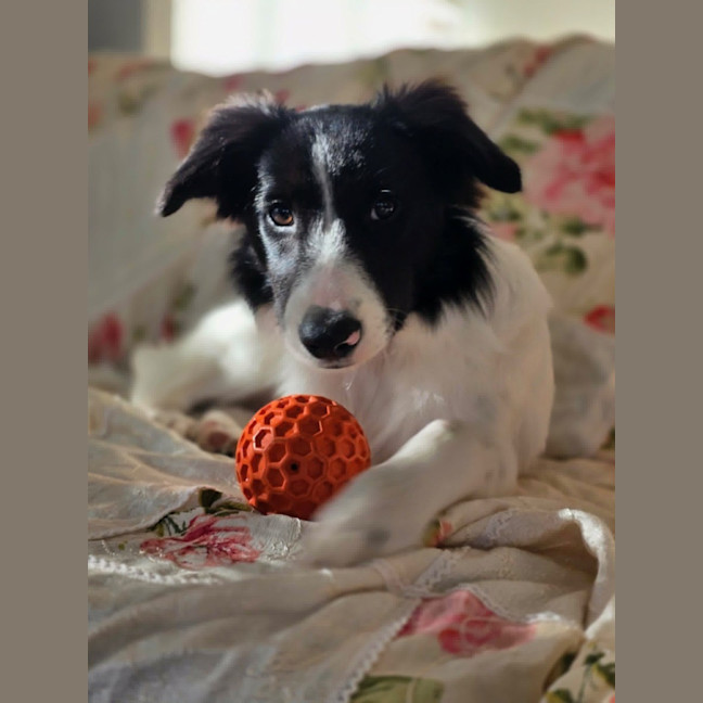 Photo of Annie 