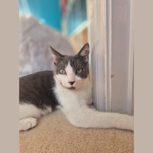 Photo of Cassidy / Cooper