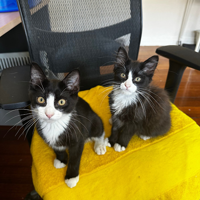 Photo of Baxter & Buttons