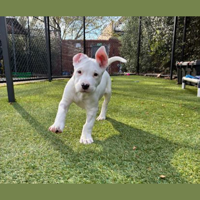 Photo of Alfie