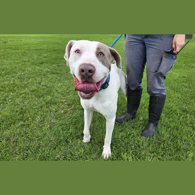 Photo of Noddy Imp 1103