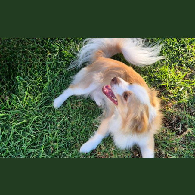Photo of Oliver