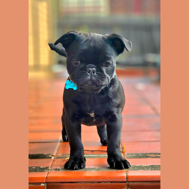 Photo of Chester