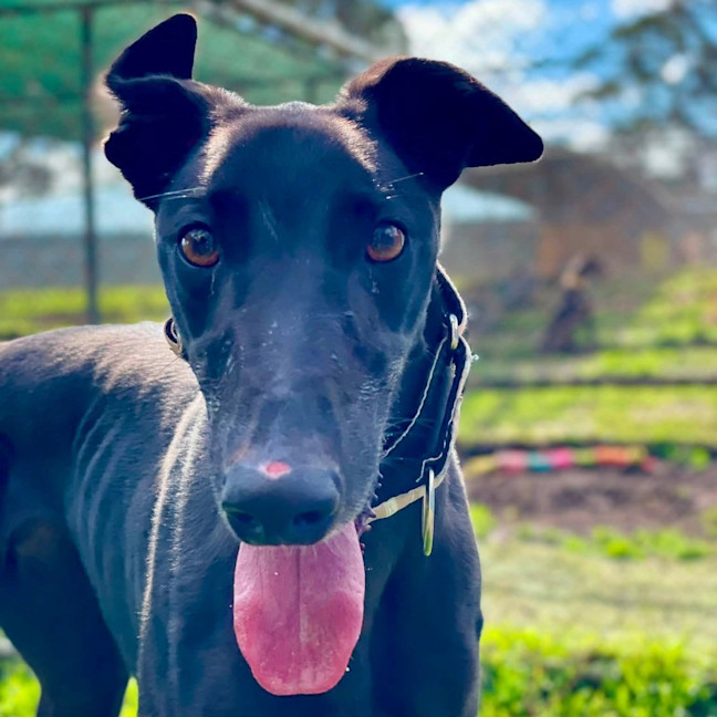 Photo of Silver The Greyhound