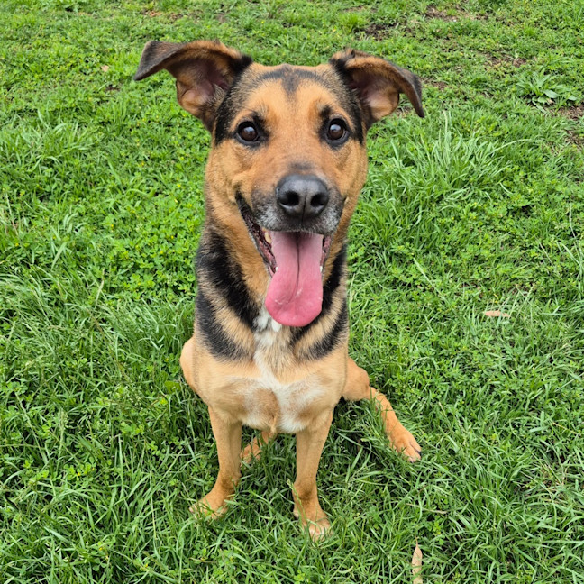 Photo of Ollie (Eddie)