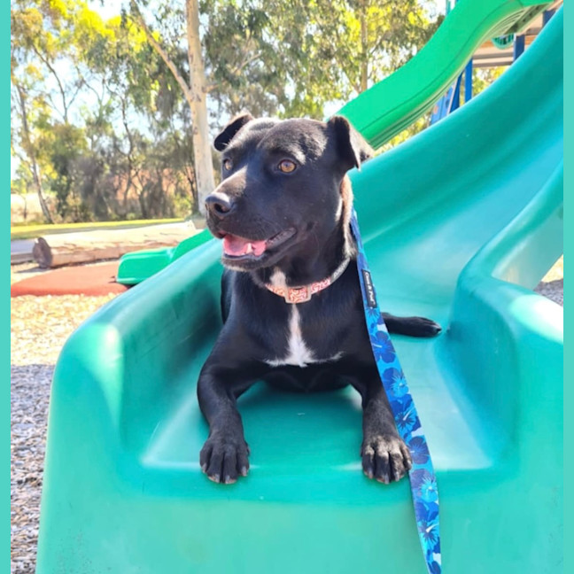 Photo of Pippa