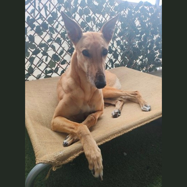 Photo of Goldie