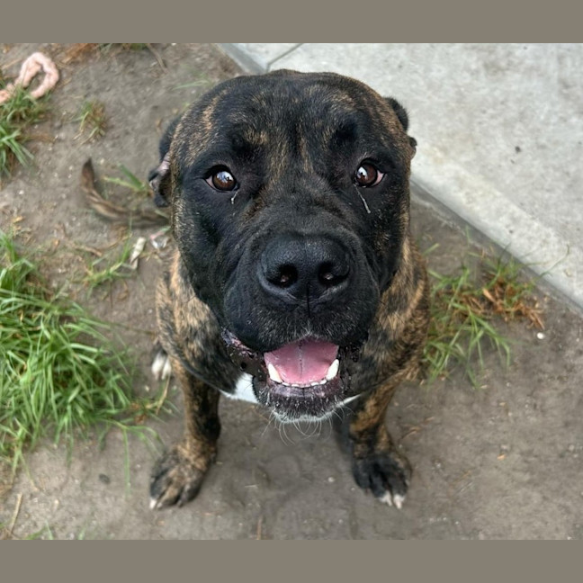 Photo of Bruce Imp 67