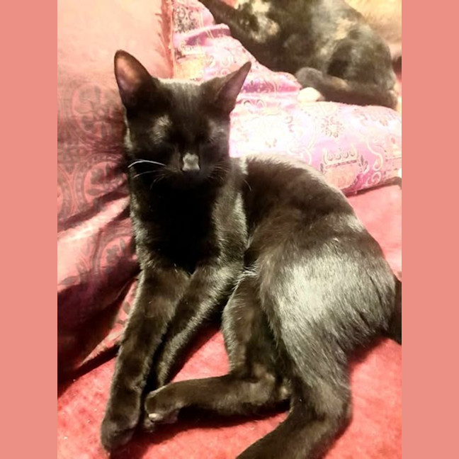 Photo of Licorice