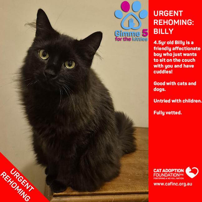 Photo of Billy Private Rehoming No Charge!