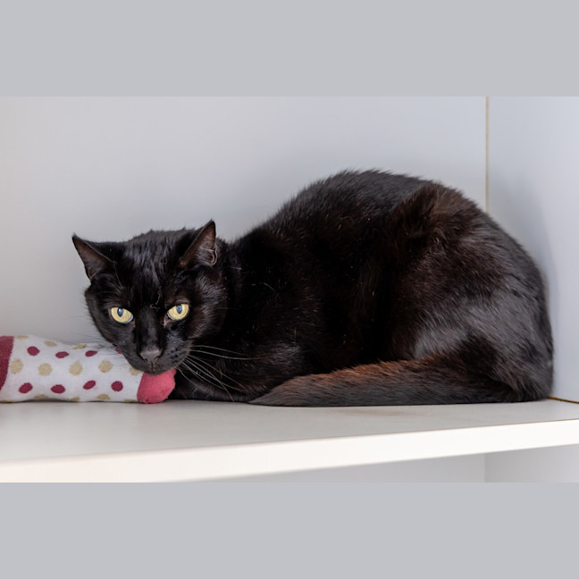 Photo of Atticus