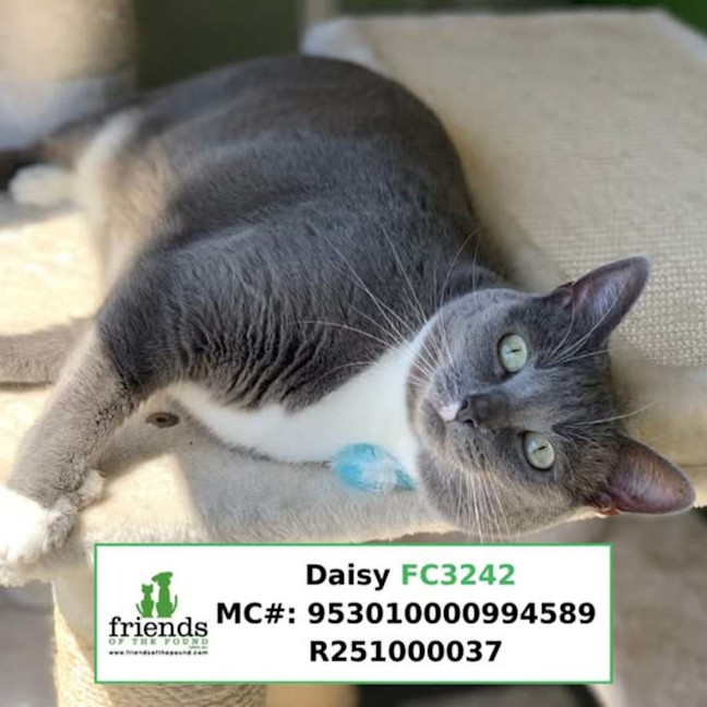 Photo of Daisy