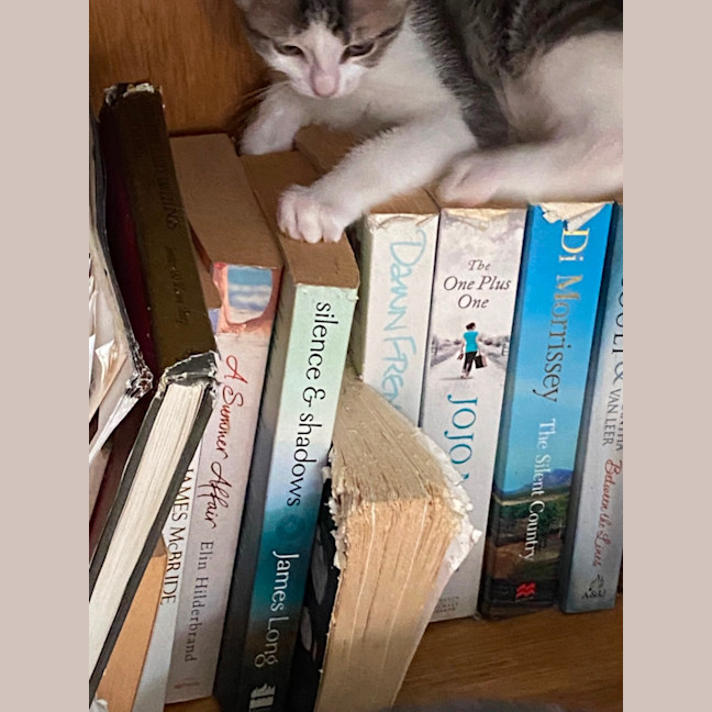 Photo of Moana   Meet Me At Petstock Chelsea