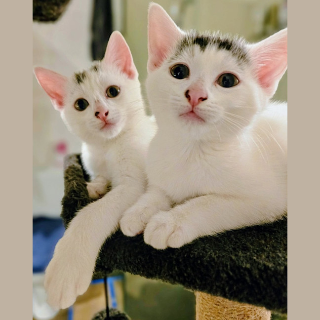 Photo of Indy & Daisy