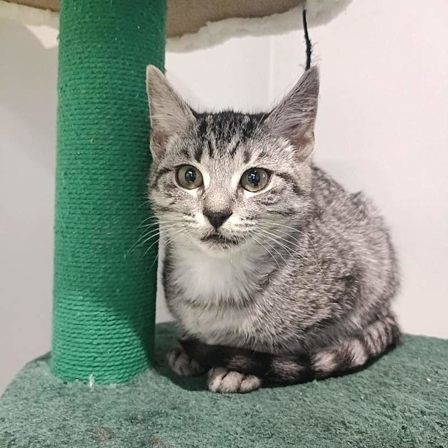 Photo of Blaze