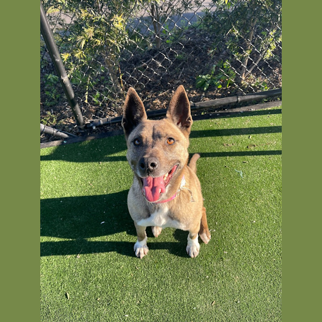 Photo of Coco Imp 1364