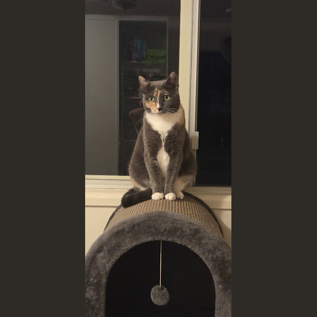 Photo of Cali