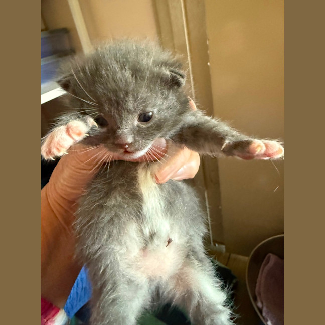 Photo of Pugsley Meet Me At Petstock Chelsea