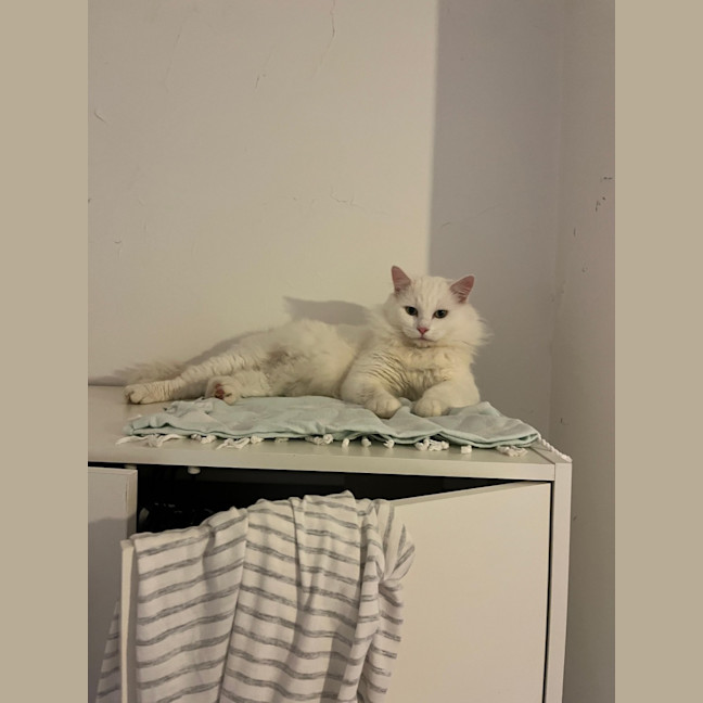 Photo of Winston