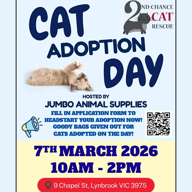 Photo of Paddy ** 2nd Chance Cat Rescue **