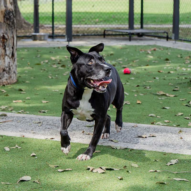 Photo of Koda