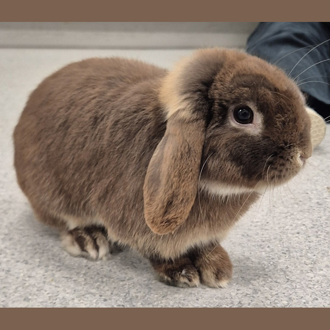 Photo of Cosmo
