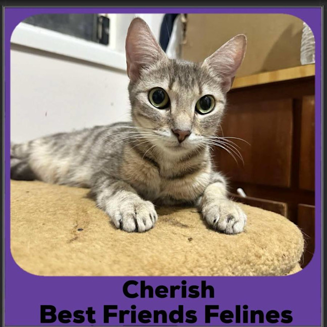Photo of Cherish 