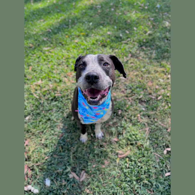 Photo of Freckles *$350 Adoption Fee* 