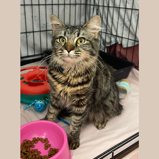 Photo of Ember