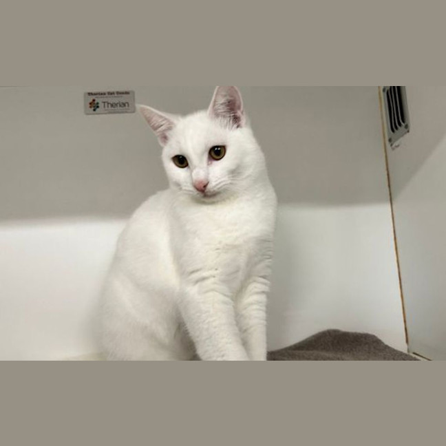 Photo of Harvey